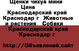 Щенки чихуа мини › Цена ­ 7 000 - Краснодарский край, Краснодар г. Животные и растения » Собаки   . Краснодарский край,Краснодар г.